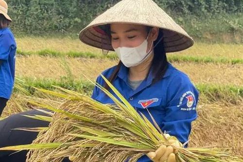 Tuổi trẻ Hà Tĩnh xuống đồng gặt lúa hỗ trợ người dân
