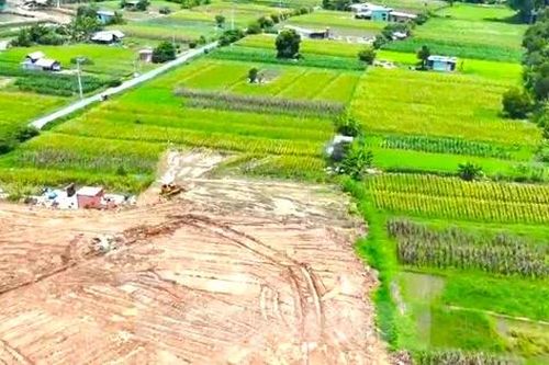 Tận thấy 'thủ phủ' hoa ở Bình Dương sắp bị xóa sổ