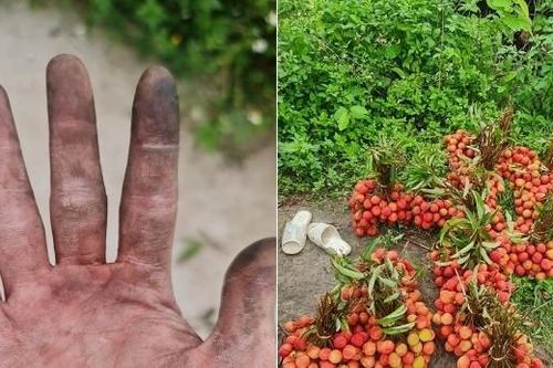 Chàng trai Hải Phòng khoe đôi tay đen sì vì bẻ vải, có ngày thu hoạch vài tạ