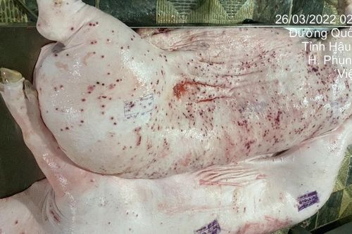 Nóng: Hình ảnh heo bệnh là thật, được chụp tại cơ sở gia công cho C.P. Việt Nam