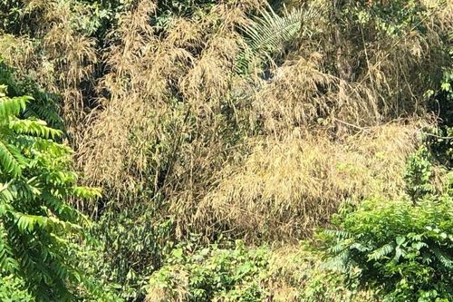 Nhiều rừng lùng ở Nghệ An chết khô, nguy cơ cháy rừng cao