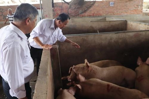 Xác minh hình ảnh lợn nhiễm bệnh lan truyền trên mạng xã hội