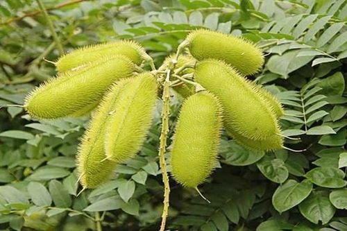 Cây dại xưa mọc đầy đường nay giá 300.000 đồng/kg