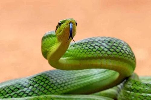 Loài rắn ở Việt Nam có tên gọi dữ dằn, ngoại hình nguy hiểm nhưng hoàn toàn vô hại