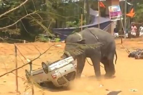 CLIP: Voi 'nổi điên' húc lật ôtô, phá hủy hàng loạt tài sản