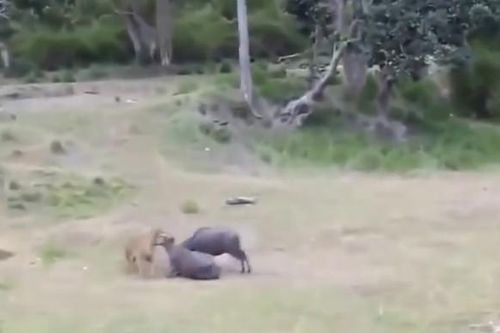 CLIP: Mãn nhãn với những pha săn mồi đầy uy lực của 'chúa sơn lâm'