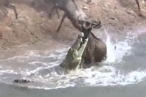 CLIP: Màn thoát chết ngoạn mục, linh dương đầu bò bị cá sấu ngoạm trúng mặt vẫn vùng lên chạy thoát