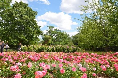 Vườn hồng lớn nhất London trong công viên Hoàng gia Anh