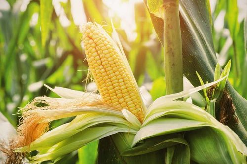 Việt Nam sẽ tăng mua nông sản từ Hoa Kỳ, hướng tới cân bằng thương mại giữa hai nước