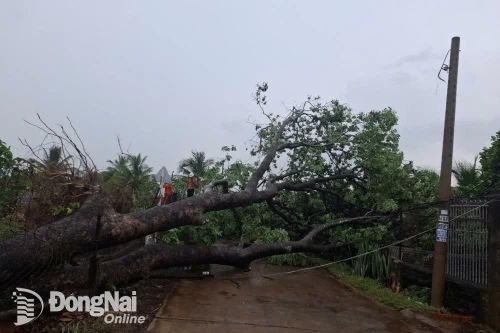 Đang khắc phục hàng loạt sự cố do cây xanh đổ vào đường điện trong mưa dông