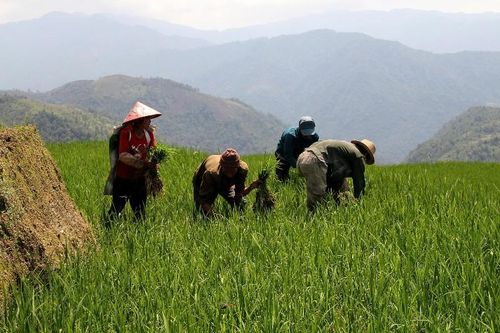 Sản xuất lúa mùa sớm trên vùng cao Mường Tè