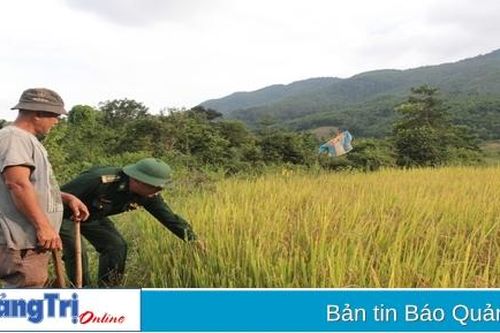 Diện tích liên kết sản xuất - tiêu thụ lúa vụ đông xuân năm 2024 - 2025 tăng hơn 180 ha