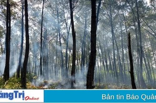 Chuyển đổi mục đích sử dụng 39,23 ha rừng trồng để thực hiện 3 dự án