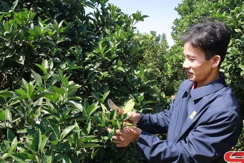 Nông dân Mộc Châu chăm sóc cây ăn quả