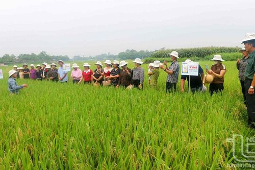 Giống lúa lai 3 dòng Syn8 cho năng suất lên đến 88 tạ/ha