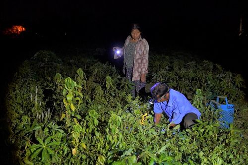 Thu hoạch đậu phụng đêm