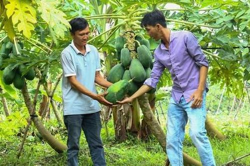 Người dân Mỹ Tú thoát nghèo nhờ sức mạnh liên kết trong HTX