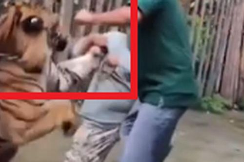 Clip: Hãi hùng khoảnh khắc hổ 'cưng' tấn công khách sau cú ôm thân mật để chụp ảnh