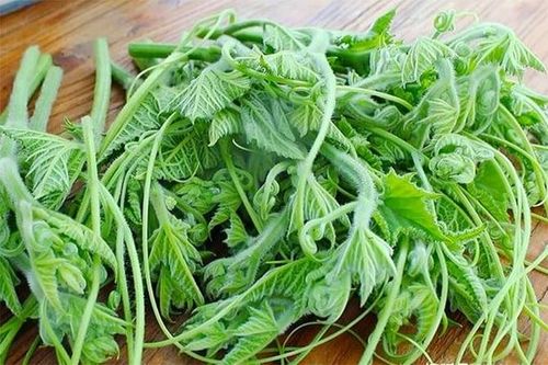 Cách chế biến loại rau bổ ngang thịt, ăn thường xuyên giúp sáng mắt, đẹp da