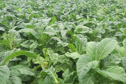 Thuốc lá và nỗi lô ô nhiễm