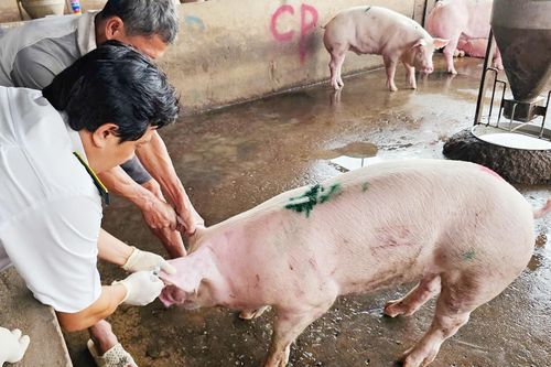 Kiểm tra thêm lò mổ heo gia công cho Công ty C.P. tại Sóc Trăng