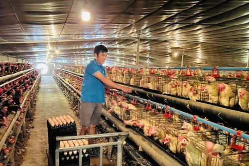 Lao đao vì tin 'trứng gà giả'