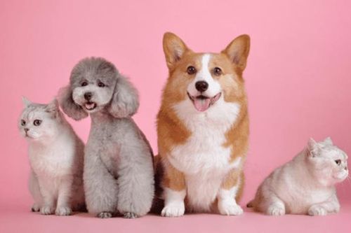 Người lớn tuổi Hàn Quốc chi mạnh tay cho thú cưng