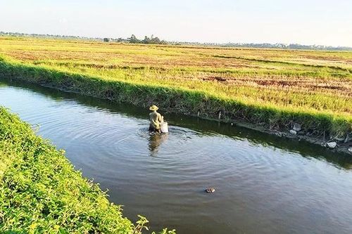 Nước thải tràn vào đồng lúa Hội An