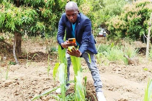 Nông dân Kenya chuyển mình nhờ công nghệ