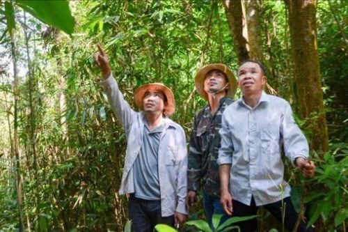 Điện Biên đề xuất nhiều giải pháp giải quyết vướng mắc chi trả tiền dịch vụ môi trường rừng
