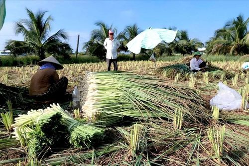 Chuyển đổi cây trồng ở ĐBSCL: Hiệu quả nhưng còn rủi ro