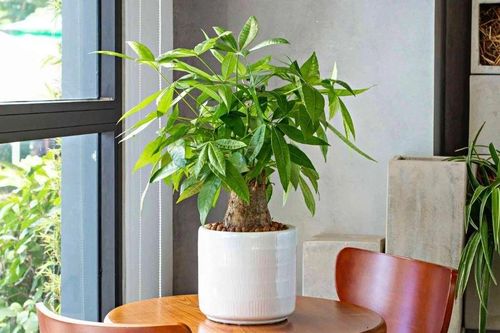5 cây cảnh hút tiền nhưng 'tay mới' không nên trồng