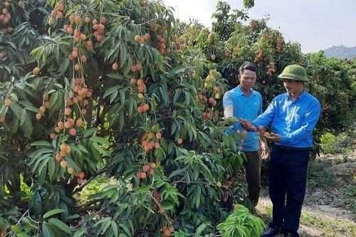 Đắk Lắk: Hiệu quả nhân văn từ vốn tín dụng chính sách ở huyện Ea H'Leo