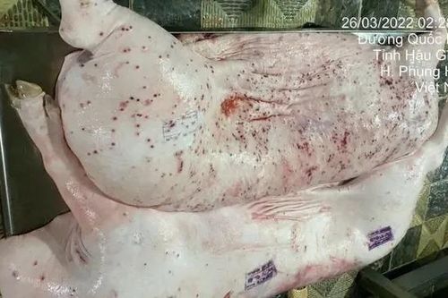 Lùm xùm thực phẩm C.P: Quy trình xử lý heo bệnh như thế nào?