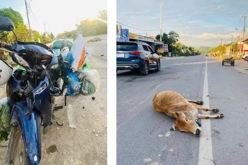 Va chạm với ô tô và bò khi lưu thông trên Quốc lộ 9, 3 phụ nữ thương vong