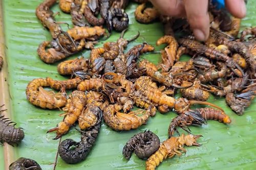 3 món ăn khiến khách 'sợ xanh mặt' nhưng nổi tiếng ngon lạ ở miền Bắc