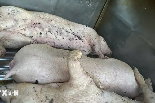 Quảng Trị: Phát hiện lợn chết trên đường vận chuyển vào cơ sở giết mổ