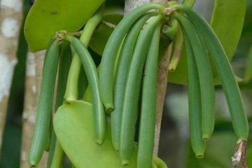 Loại quả đắt đỏ bậc nhất thế giới, từng có giá 15 triệu đồng/kg, ở Việt Nam cũng trồng