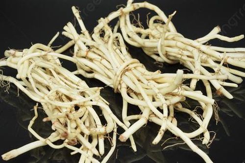 Đừng chỉ ăn lá, rễ loại cây này quý như 'nhân sâm người nghèo' ở quê mọc um tùm như cỏ dại