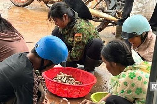 Kiếm tiền triệu mỗi ngày nhờ 'lộc trời'