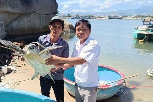 Ngư dân Bình Định liên tục giải cứu rùa biển quý hiếm