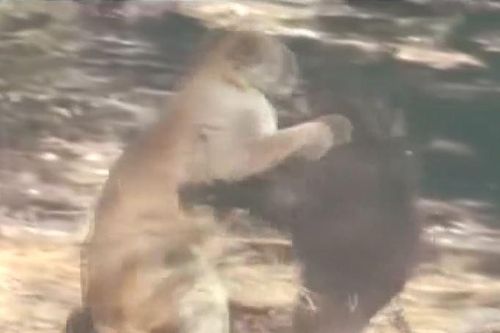 CLIP: Đi săn gấu đen, báo sư tử bị con mồi truy sát dữ dội