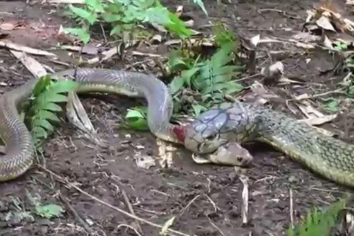 CLIP: Đụng độ rắn hổ mang chúa, hổ mang Java nhận kết cục bi thảm
