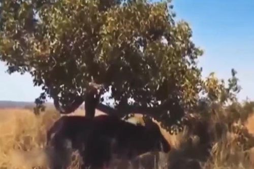 CLIP: Bị trâu rừng đuổi cùng giết tận, báo hoa mai vội vã leo lên cây lánh nạn
