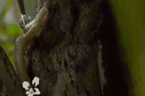 CLIP: Cú mèo mẹ liều mình chống rắn độc để bảo vệ con