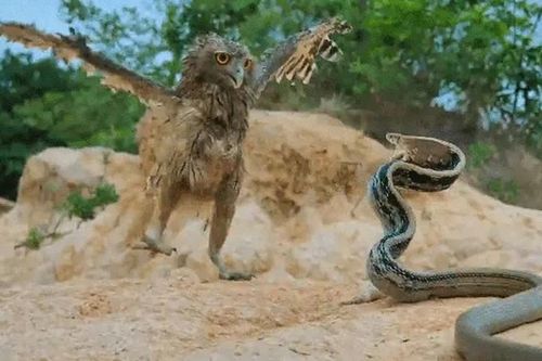 CLIP: Cuộc chạm trán nghẹt thở giữa cú mèo và rắn dữ, kẻ săn mồi bất ngờ bị phản đòn