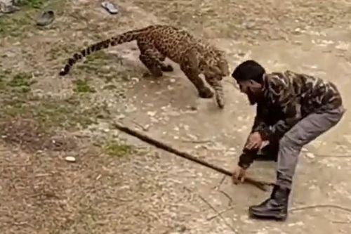 CLIP: Người đàn ông bị báo hoa mai tấn công và màn chống trả kinh hoàng