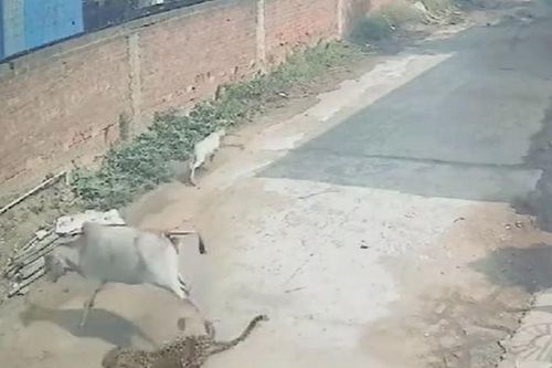 CLIP: Vào làng săn bê con, báo hoa mai bị bò mẹ đạp cho nhừ tử