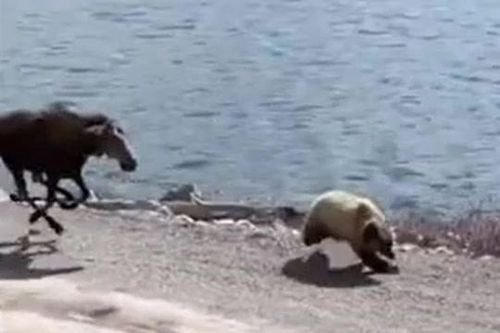 CLIP: Nai sừng tấm bất ngờ 'lật kèo', rượt đuổi gấu bỏ chạy thục mạng