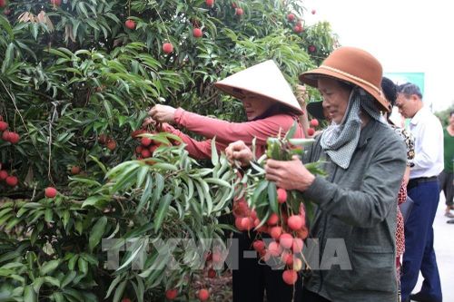 Kịch bản tiêu thụ cho mùa vải 2025